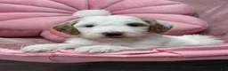 Goldendoodle dogs for sale: Skye - Ad 3