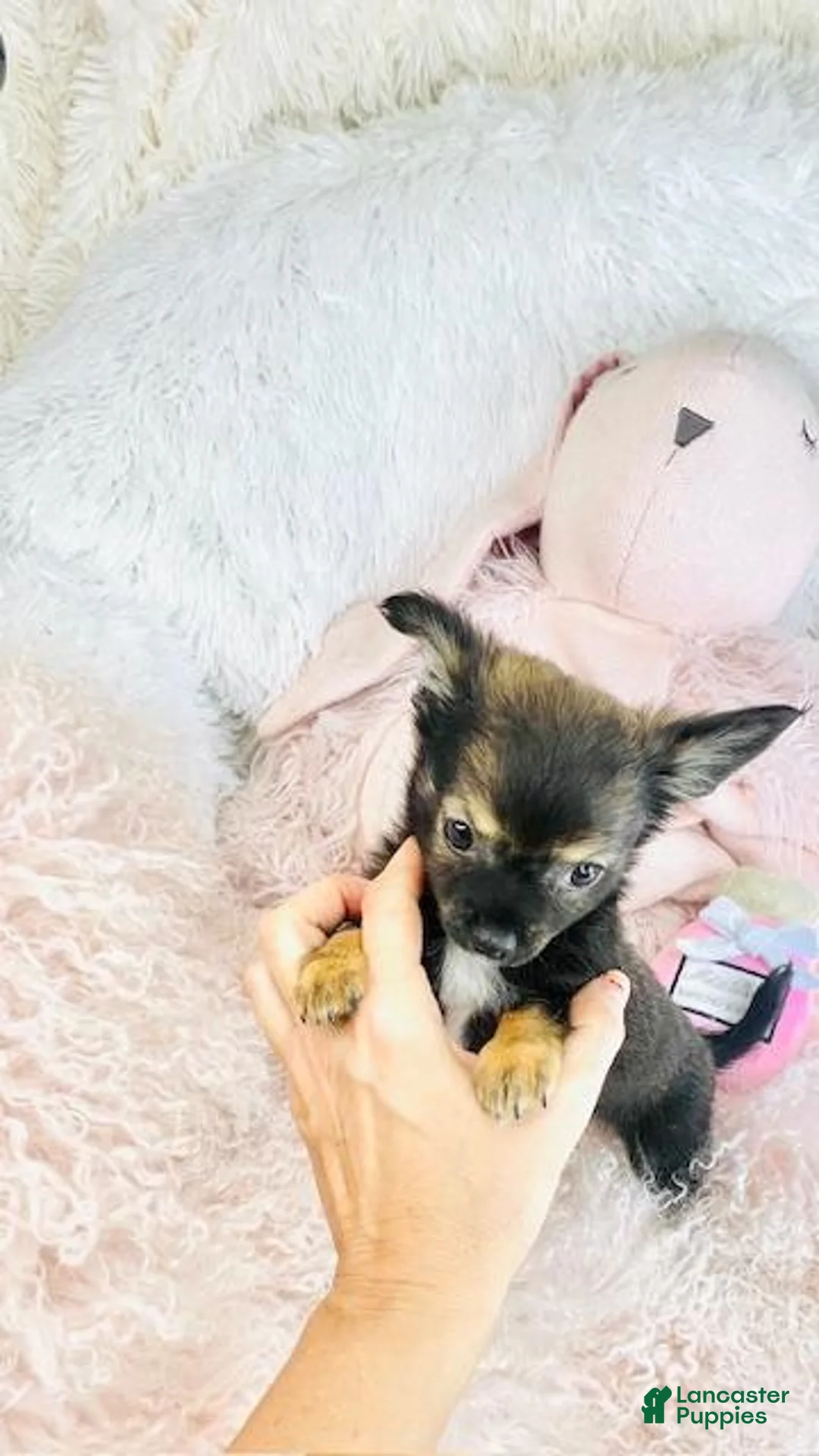 Chihuahua dogs for sale: Chihuahua Puppy 1 - Ad 1