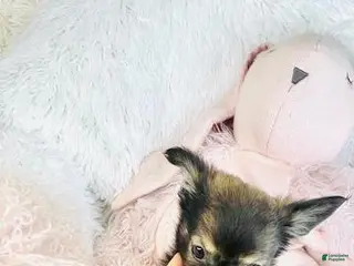 Chihuahua dogs Chihuahua Puppy 1 - Ad 11