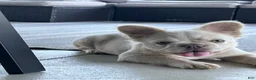 French Bulldog dogs for sale: Milo - Ad 5