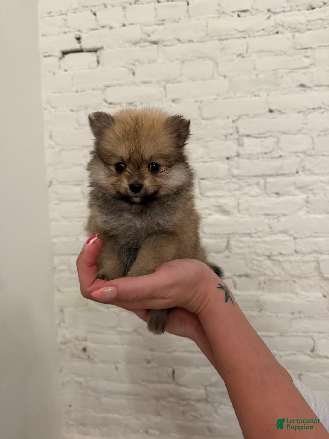 Pomeranian dogs for sale: Tinkerbell - Ad 1