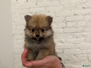 Pomeranian dogs Tinkerbell - Ad 32