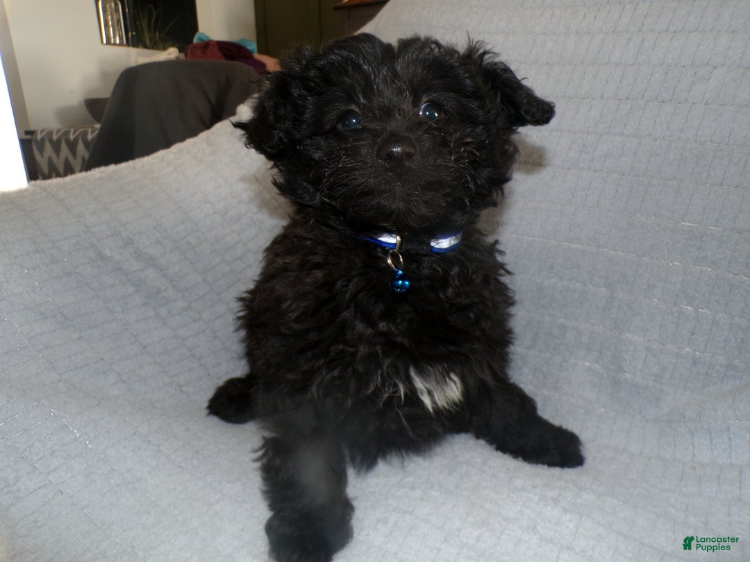Pomapoo dogs for sale: Pomapoo Puppy 2 Mia - Ad 1