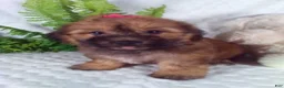 Yochon dogs for sale: Ginger  - Ad 4