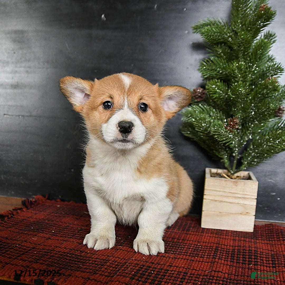 Welsh Corgi Pembroke dogs for sale: Gingersnap - Ad 2