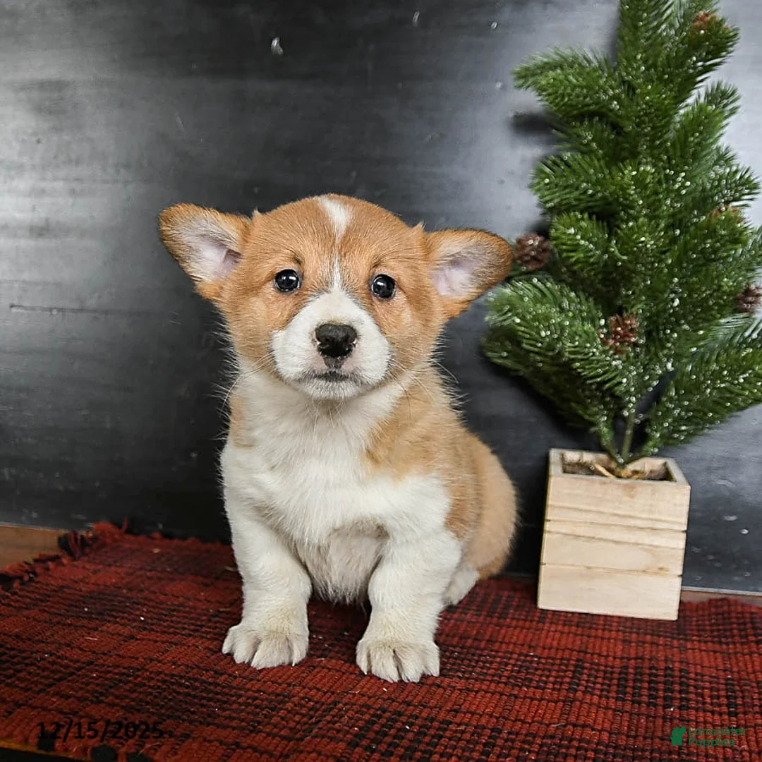 Welsh Corgi Pembroke dogs for sale: Gingersnap - Ad 1