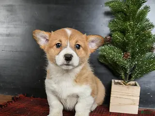 Welsh Corgi Pembroke dogs Gingersnap - Ad 2