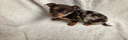 Chihuahua dogs for sale: Chihuahua Puppy 2 - Ad 3