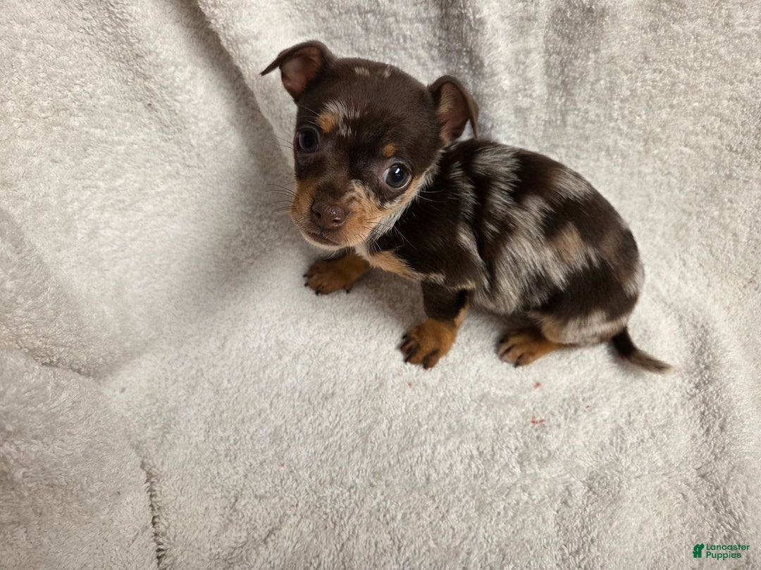 Chihuahua dogs for sale: Chihuahua Puppy 2 - Ad 3