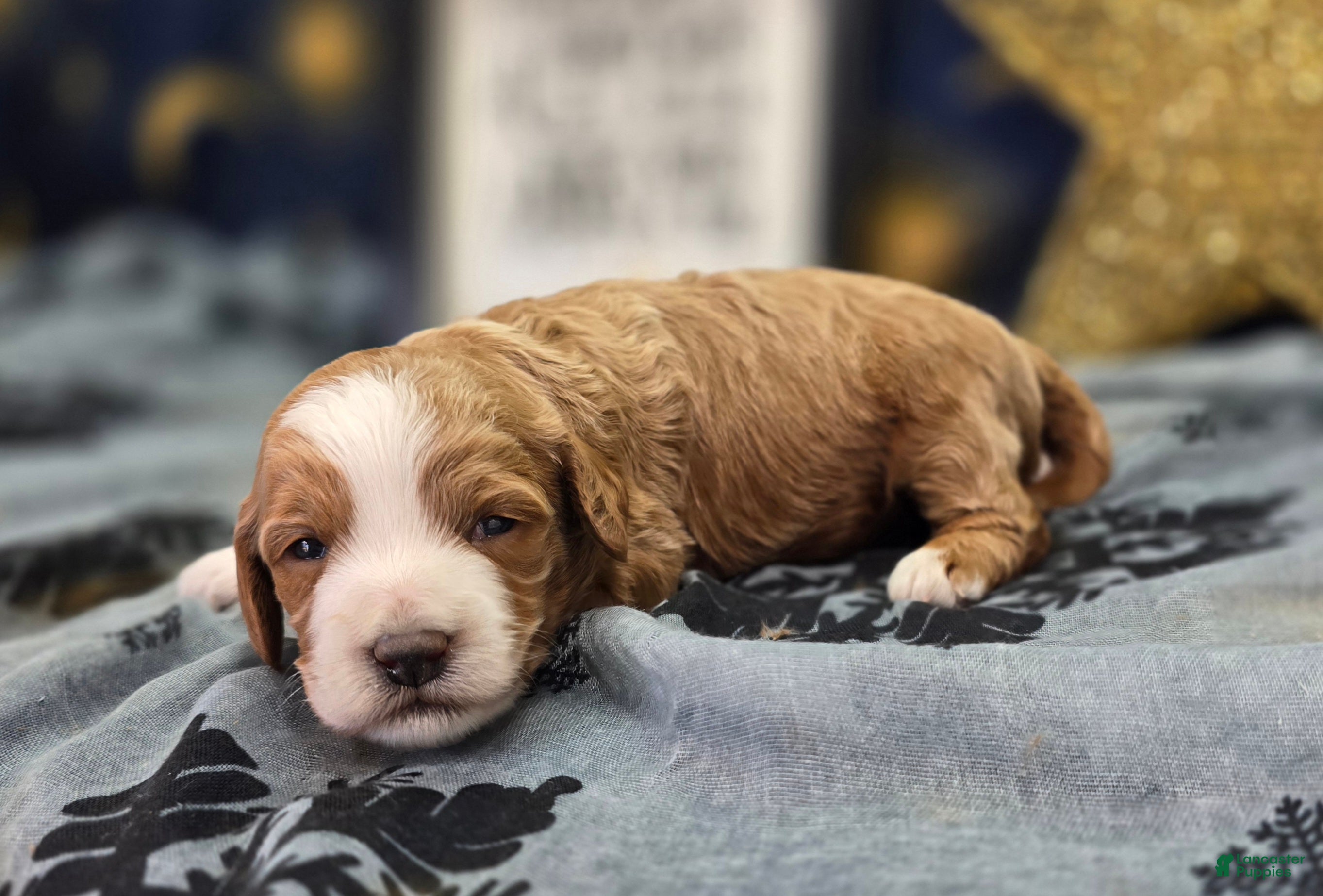 Cockapoo dogs Jingle - Ad 10