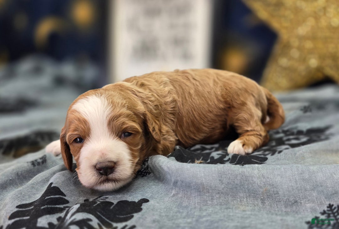 Cockapoo dogs for sale: Jingle - Ad 1