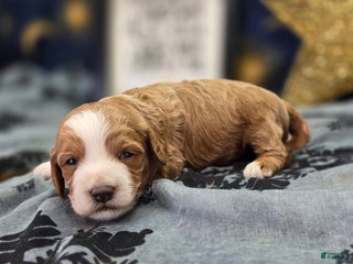 Cockapoo dogs Jingle - Ad 10