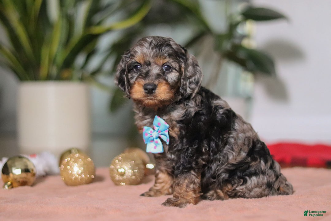 Cockapoo dogs for sale: Biscuit - Ad 2