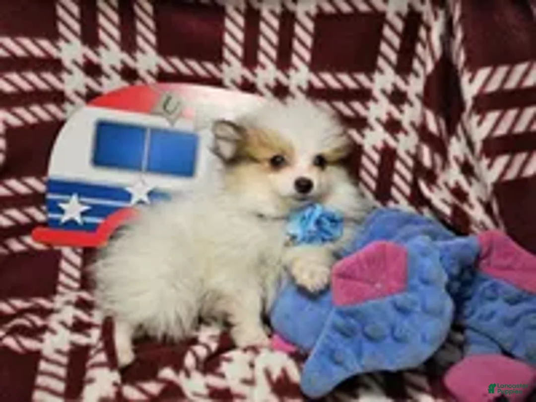 Pomeranian dogs for sale: Fidel (party) - Ad 4