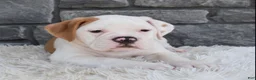 Beabull dogs for sale: Abby - Ad 5