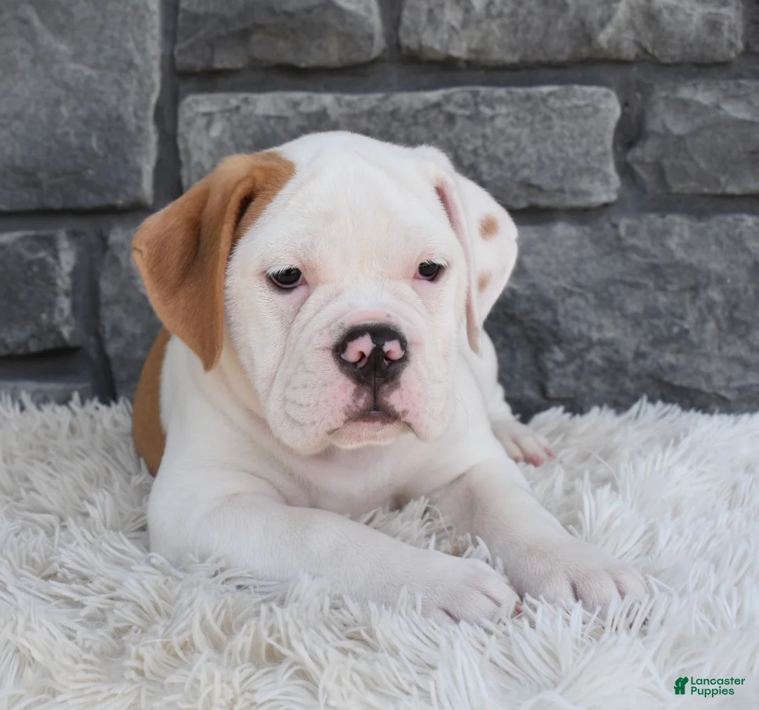 Beabull dogs for sale: Abby - Ad 5