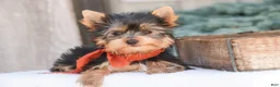 Yorkshire Terrier dogs for sale: Cheyenne - Ad 7