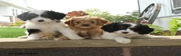 Cavapoo dogs for sale: Ridge - Ad 4