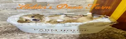 Miniature Dachshund dogs for sale: Happy - Ad 3