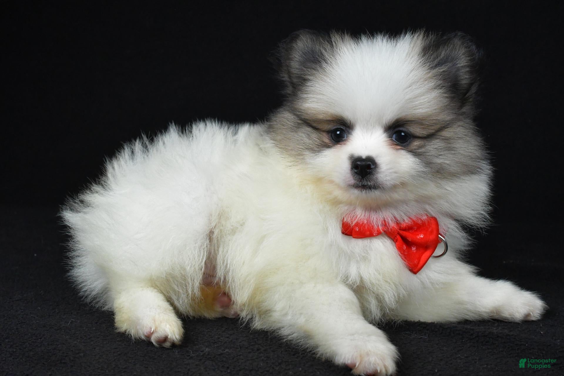 Pomeranian dogs Tinker - Ad 2