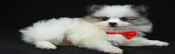 Pomeranian dogs for sale: Tinker - Ad 2