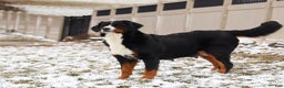 Bernedoodle dogs for sale: Charlie - Ad 7