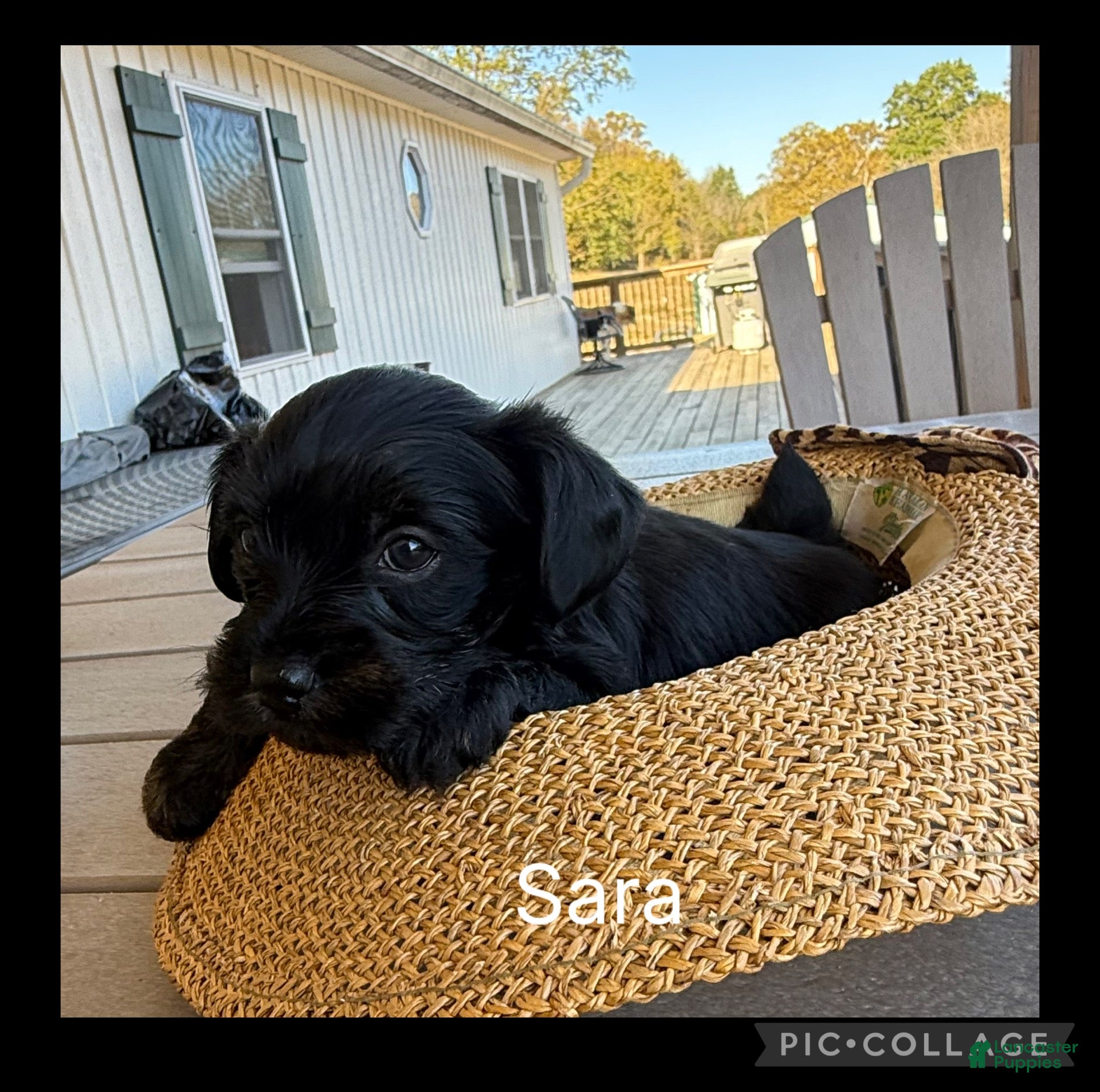 Mixed Breed dogs  1Sassy - Ad 2