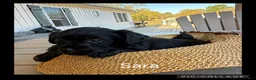 Mixed Breed dogs for sale:  1Sassy - Ad 2