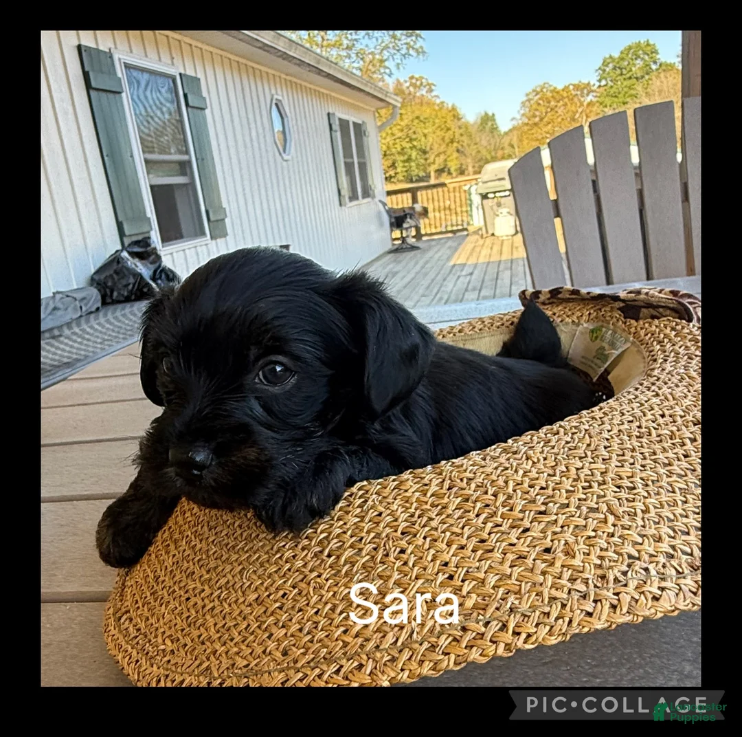 Mixed Breed dogs for sale:  1Sassy - Ad 2