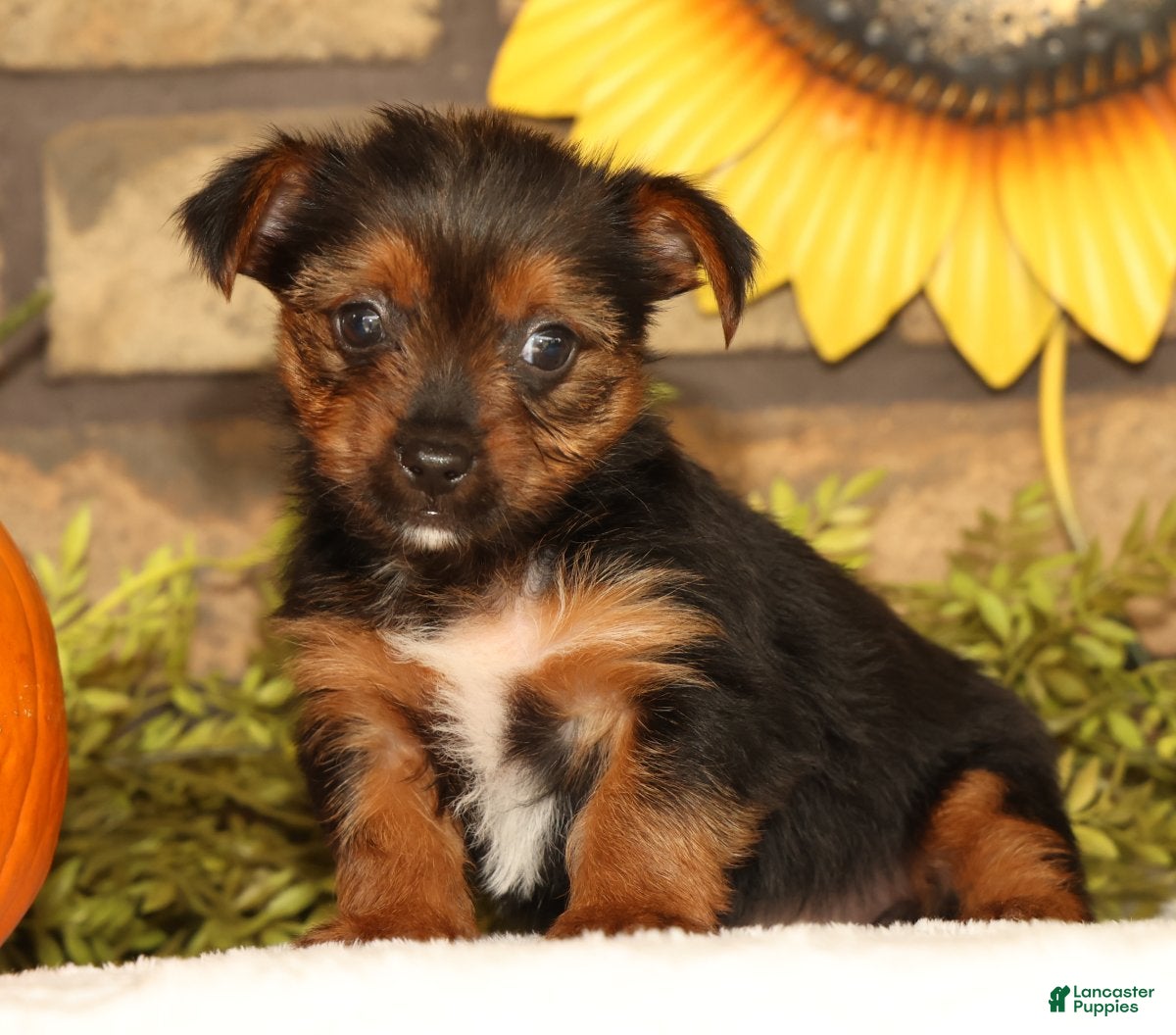 Yorkshire Terrier dogs Vivian - Ad 1