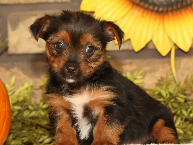 Yorkshire Terrier dogs Vivian - Ad 1
