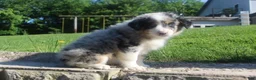 Australian Shepherd dogs for sale: Australian Shepherd Puppy 4 - Ad 4