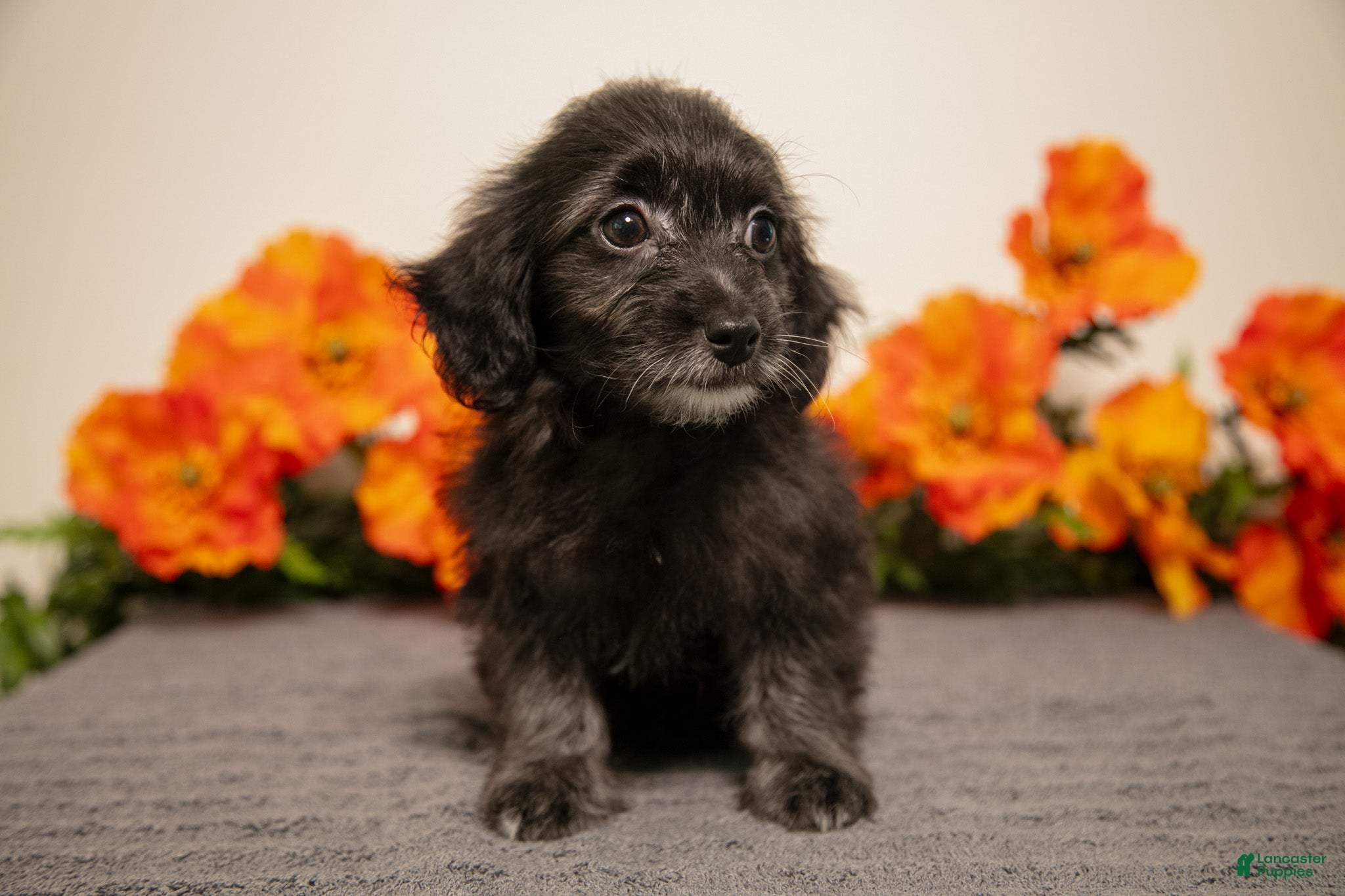 Yorkiepoo dogs Melody - Ad 1