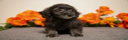 Yorkiepoo dogs for sale: Melody - Ad 1