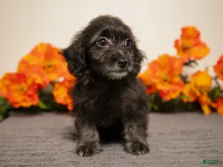 Yorkiepoo dogs for sale: Melody - Ad 1
