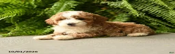 Mini Aussiedoodle dogs for sale: Sebastian - Ad 3