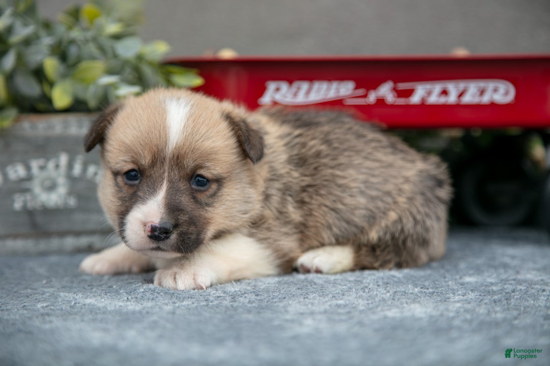 Welsh Corgi Pembroke dogs for sale: Butter Cup - Ad 3
