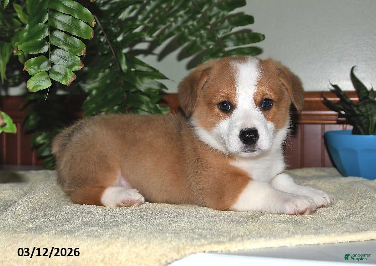 Welsh Corgi Pembroke dogs Sammy - Ad 2