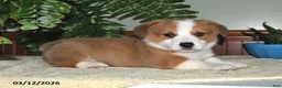 Welsh Corgi Pembroke dogs for sale: Sammy - Ad 2