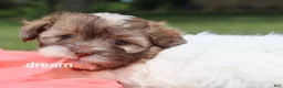 Shihpoo dogs for sale: Skye - Ad 3