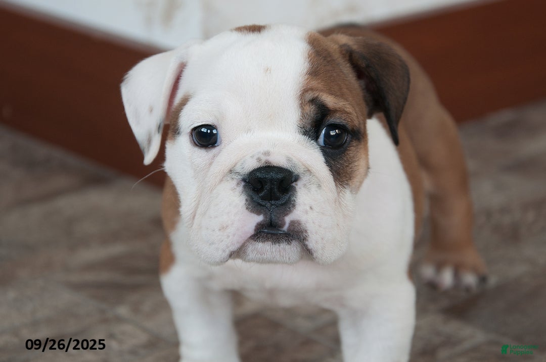 Gallery Image {{count}}