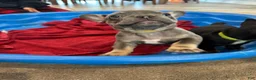 French Bulldog dogs for sale: Beauty - Ad 4