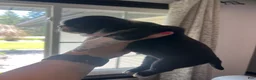 Pug dogs for sale: Ty - Ad 8