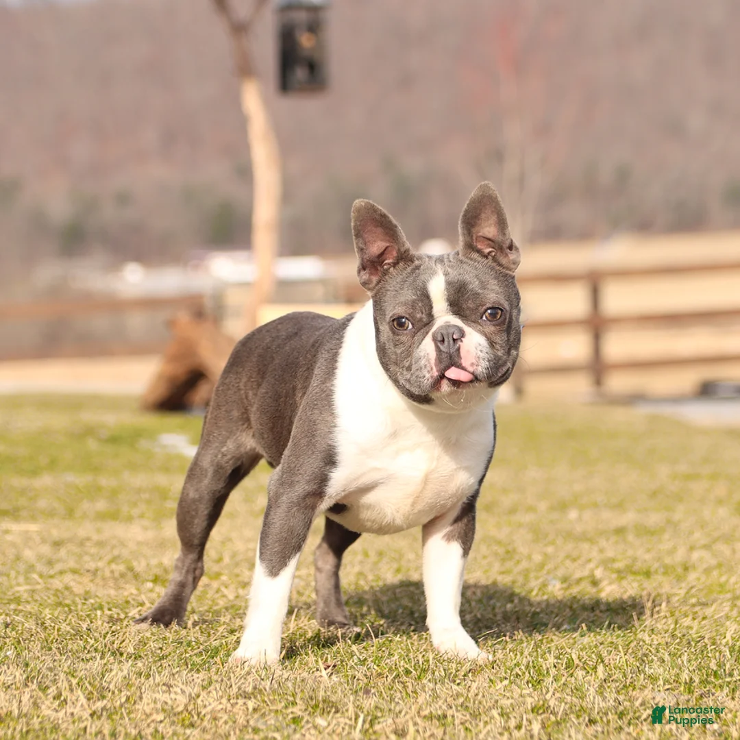 Boston Terrier dogs for sale: Lily - Ad 7