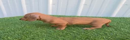 Miniature Dachshund dogs for sale: Betsy - Ad 8