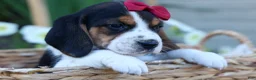 Beagle dogs for sale:  Cody 🐾🐶 - Ad 8
