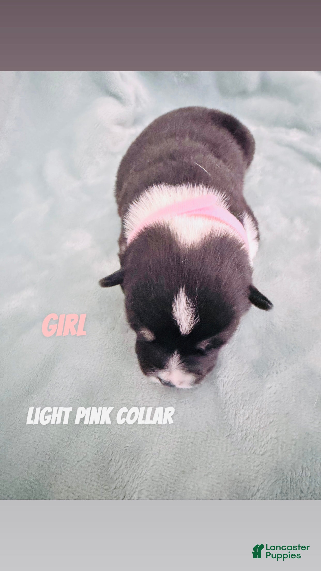Welsh Corgi Pembroke dogs for sale: Welsh Corgi Pembroke Puppy light pink collar  - Ad 4