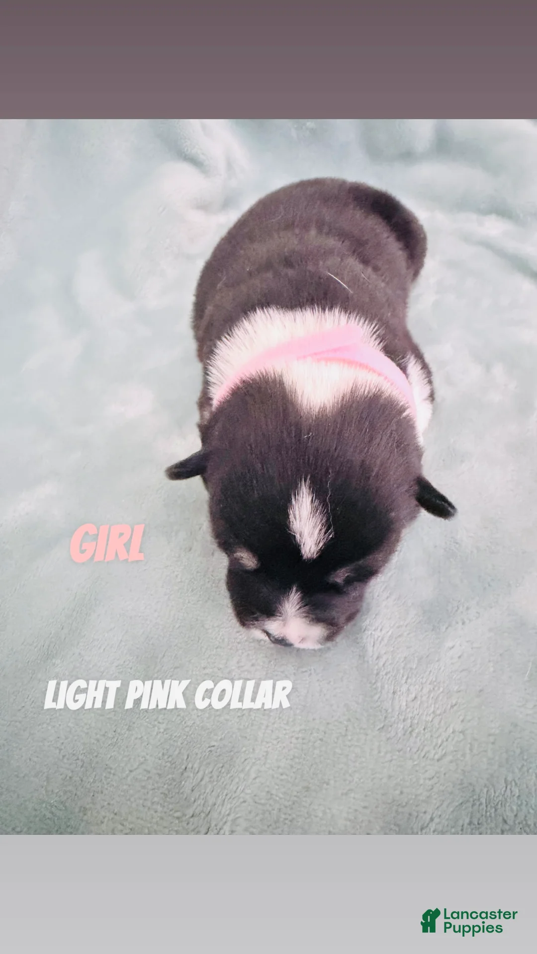 Welsh Corgi Pembroke dogs for sale: Welsh Corgi Pembroke Puppy light pink collar  - Ad 1