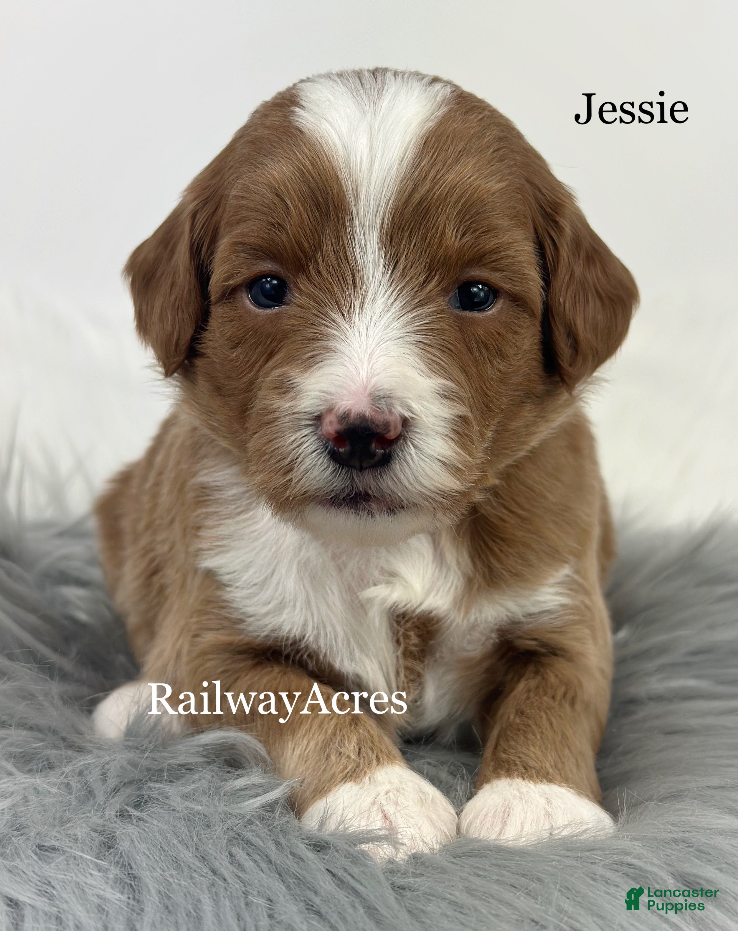 Mixed Breed dogs Jessie - Ad 33