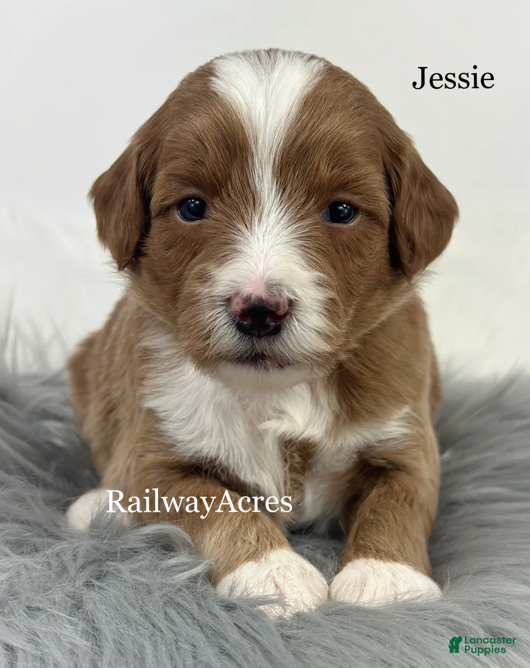 Mixed Breed dogs for sale: Jessie - Ad 1